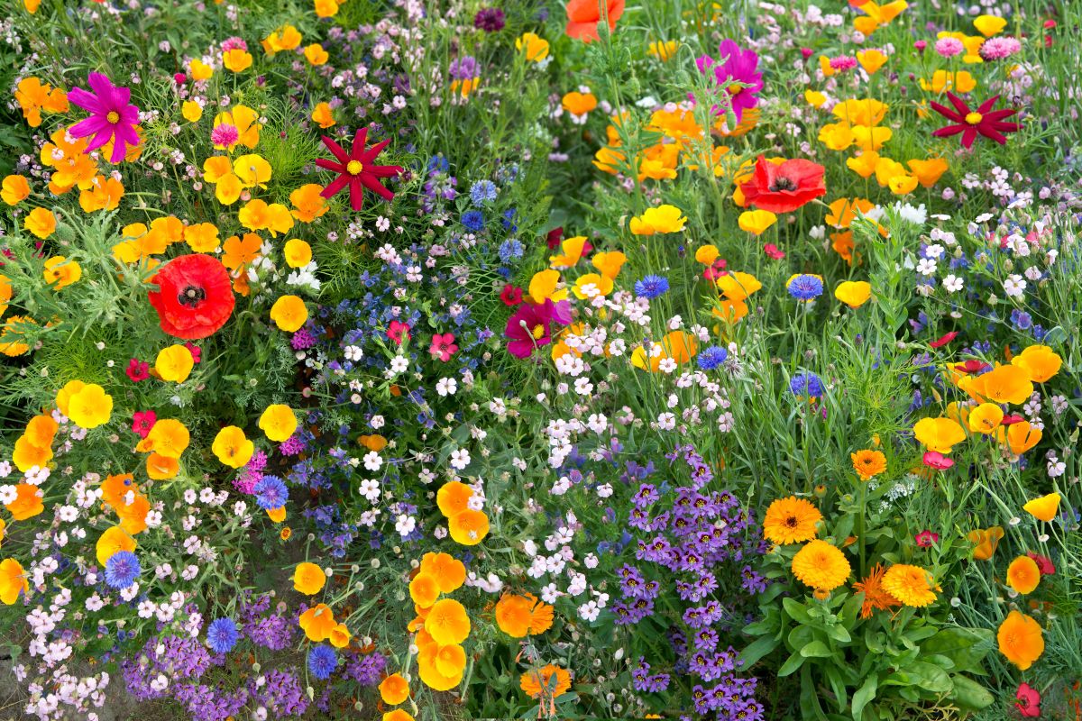 meadow of flowers